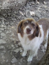Plinio